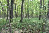 Изображение ландшафта