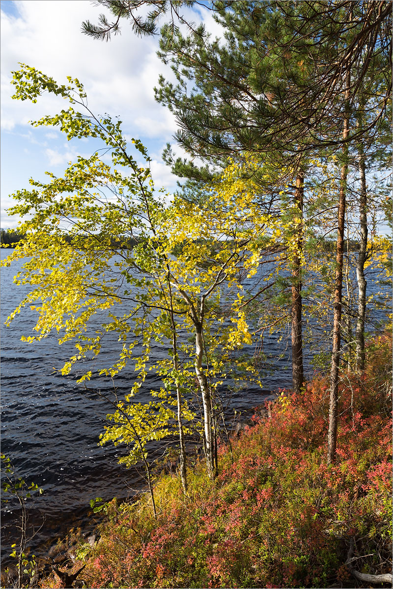 Толвоярви, image of landscape/habitat.