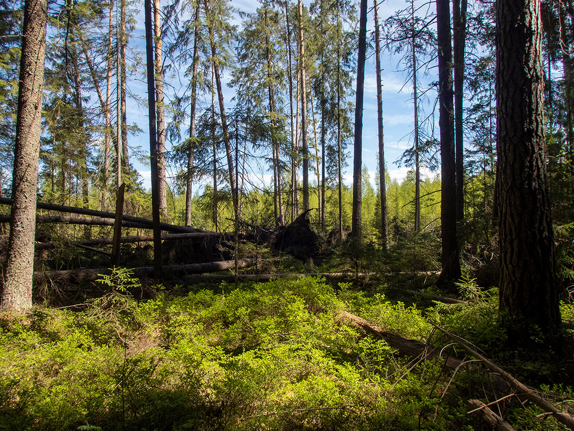 Клетинский бор, image of landscape/habitat.