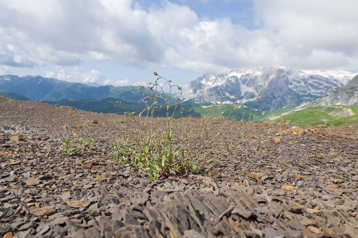 Южный склон горы Гузерипль, image of landscape/habitat.