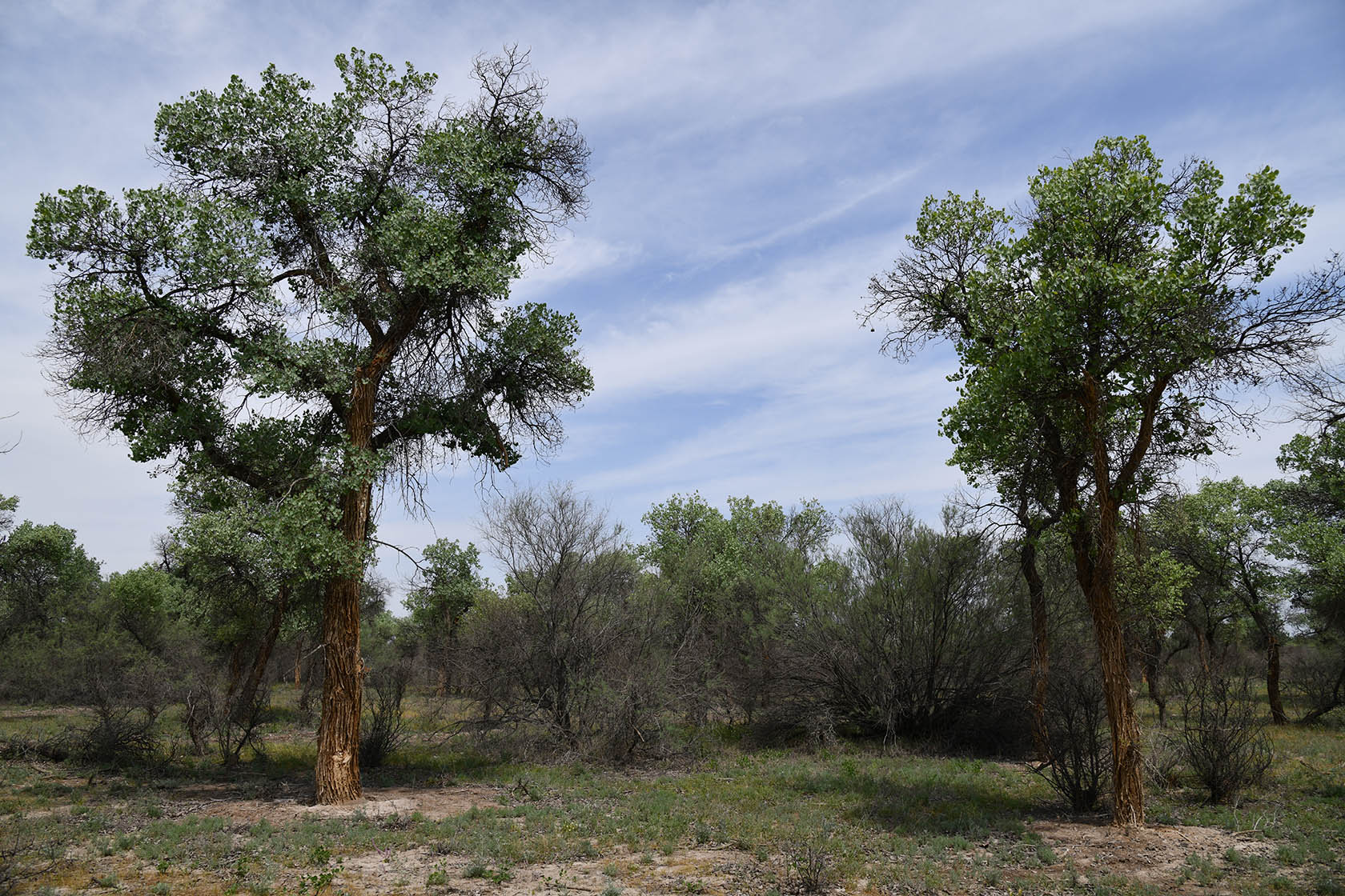 "Королевская дача", image of landscape/habitat.