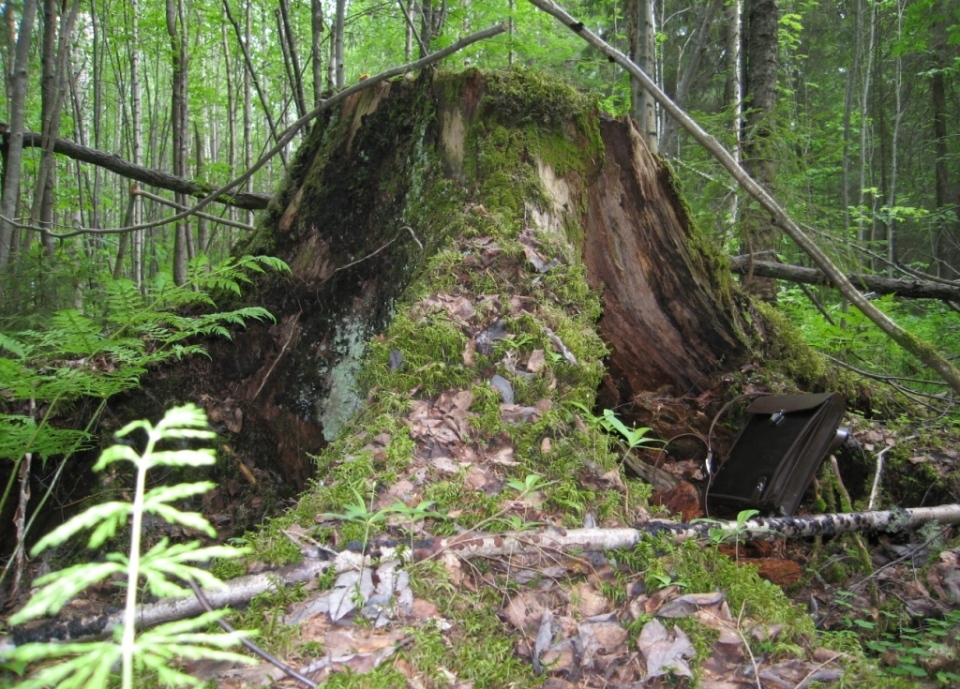 Заповедник "Кологривский лес", изображение ландшафта.