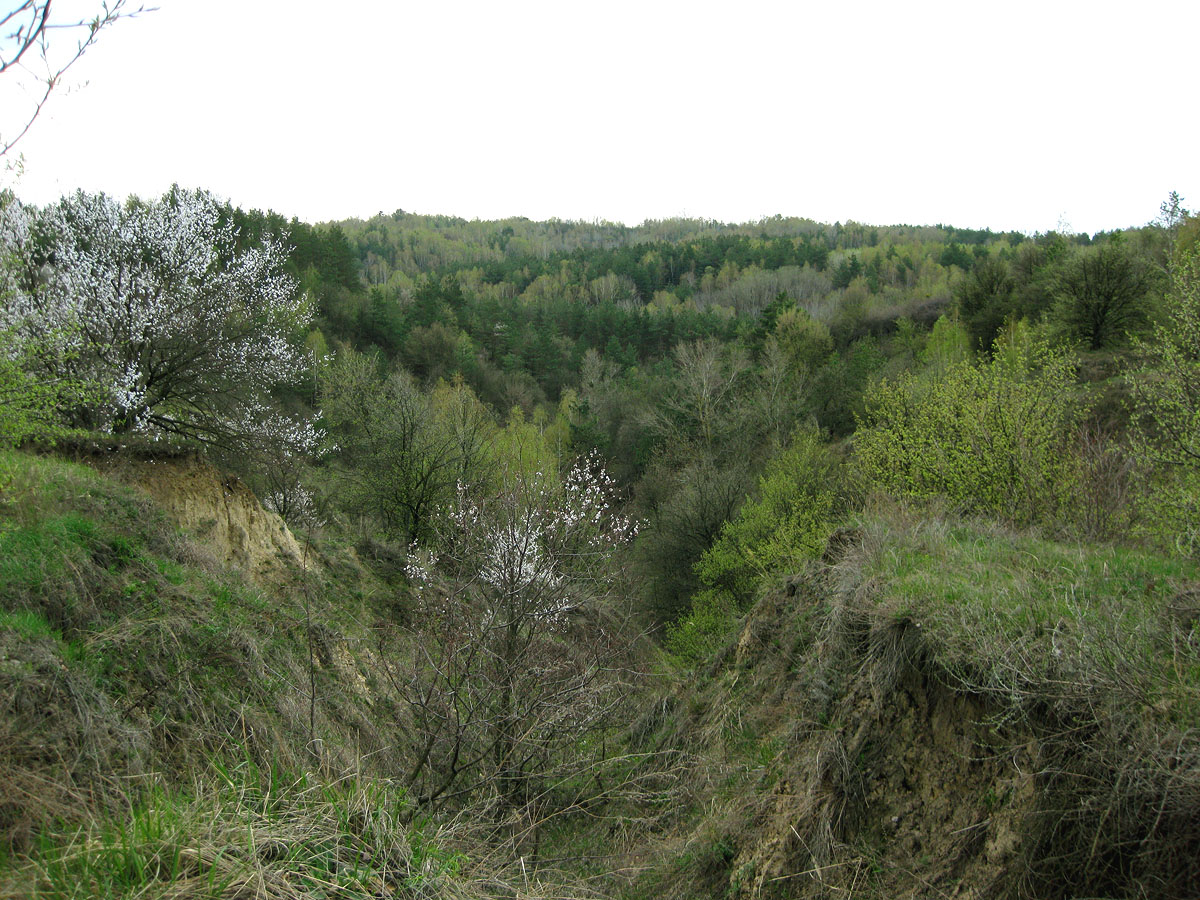 Трахтемиров, image of landscape/habitat.