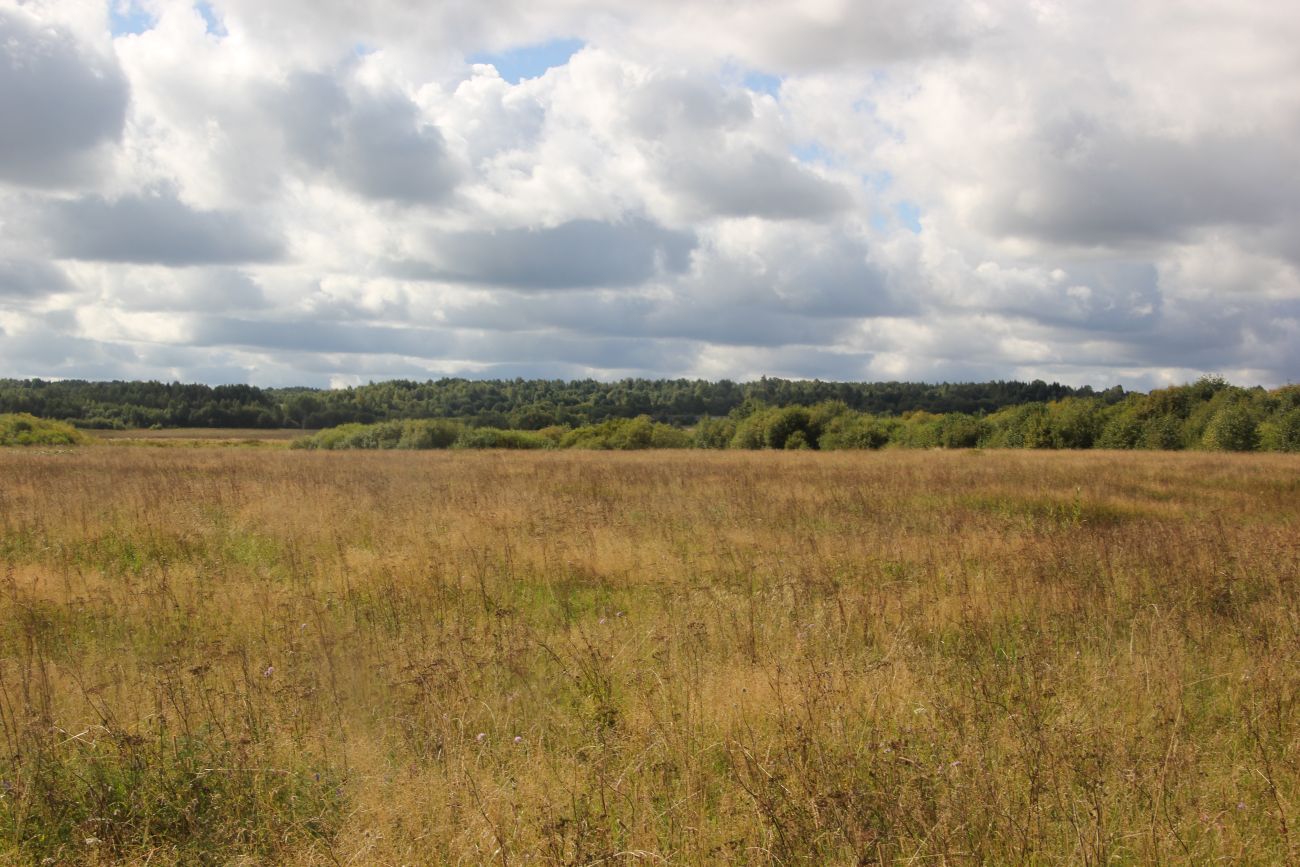 Кологривская пойма, image of landscape/habitat.