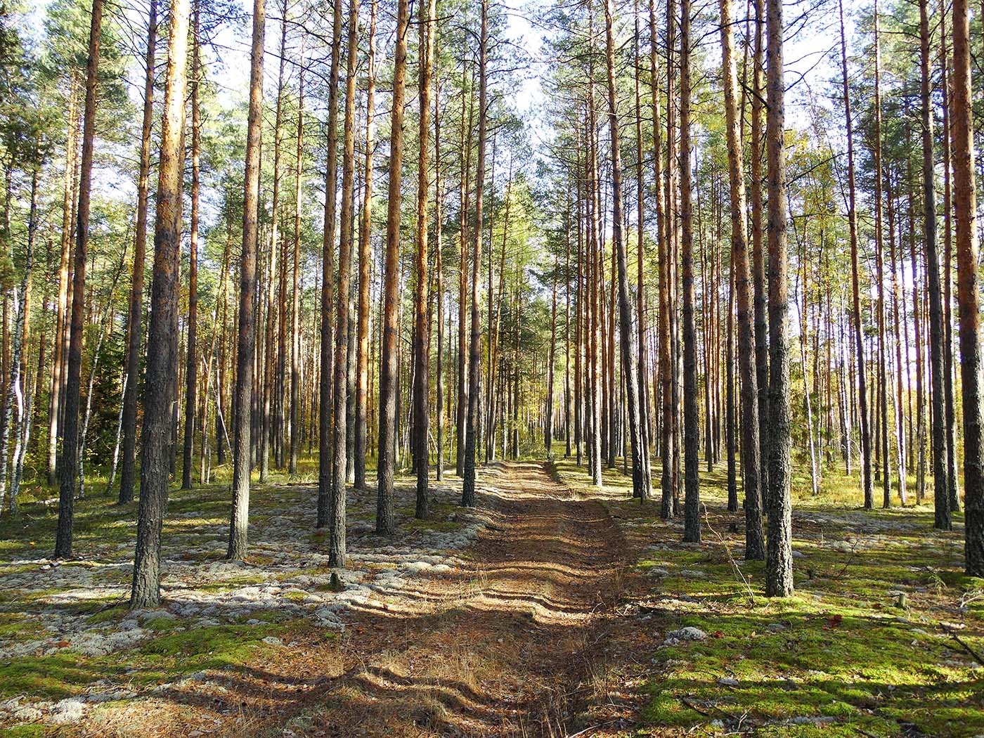 Мухтолово и окрестности, image of landscape/habitat.