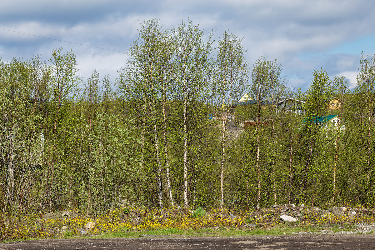 Мурманск, image of landscape/habitat.