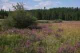 Окрестности Северного, image of landscape/habitat.