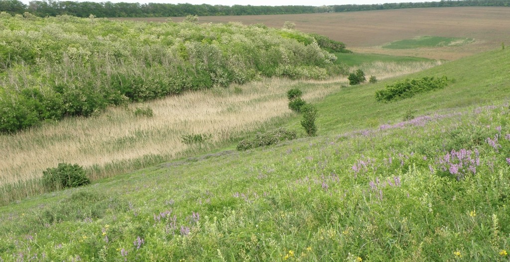 Балка Сухая, image of landscape/habitat.