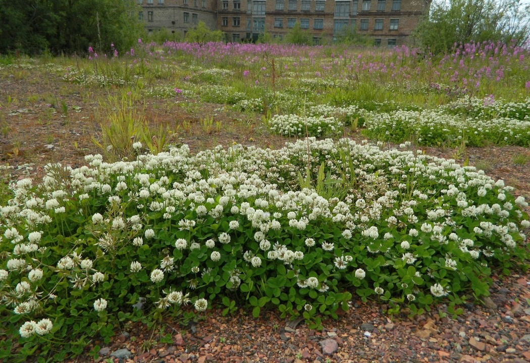 Воркута, image of landscape/habitat.