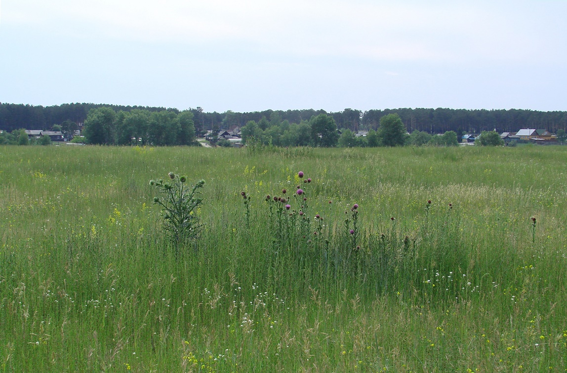 Село Мальта, image of landscape/habitat.