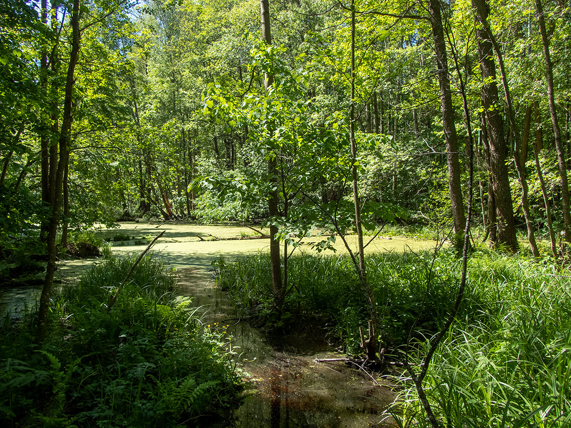 Ларцево, image of landscape/habitat.
