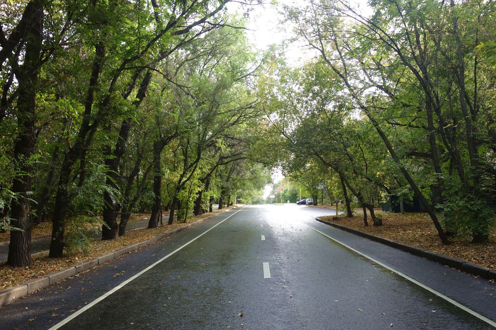 Территория МГУ, image of landscape/habitat.