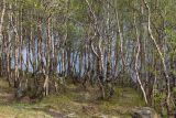 Image of landscape