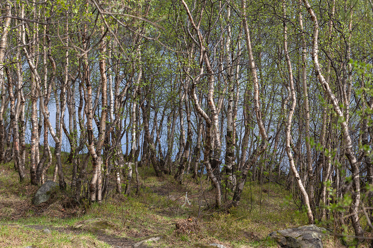 Мурманск, image of landscape/habitat.