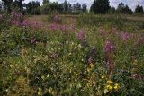 Окрестности Северного, image of landscape/habitat.