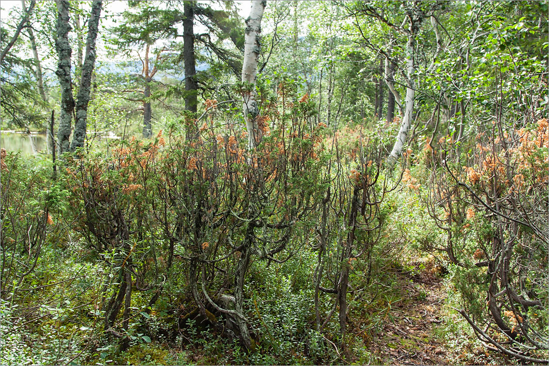 Озеро Гольцовое, image of landscape/habitat.