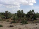Image of landscape