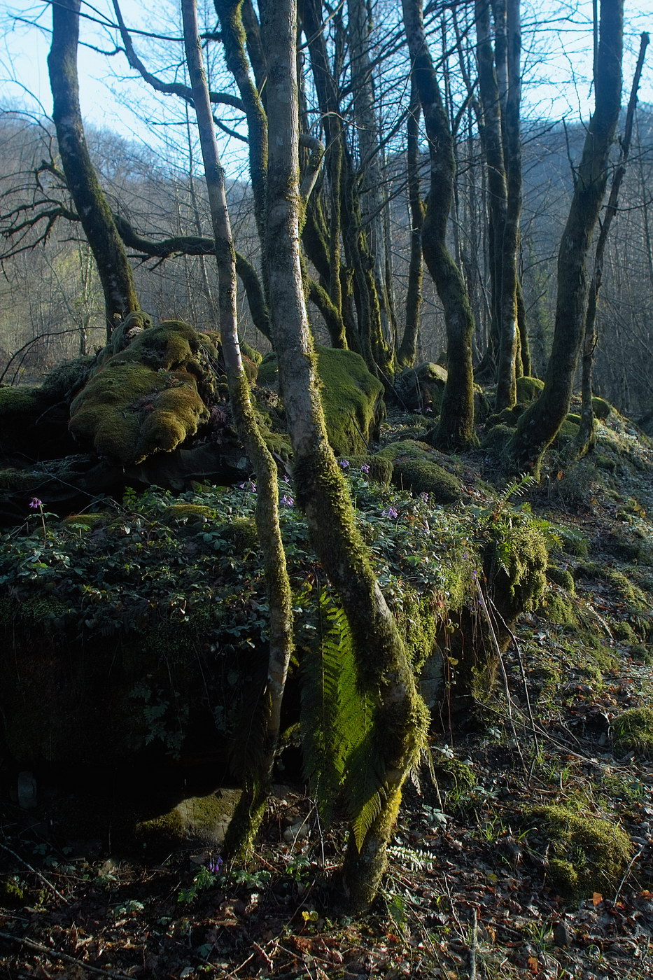 Каткова Щель, image of landscape/habitat.