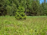 Замятино, image of landscape/habitat.