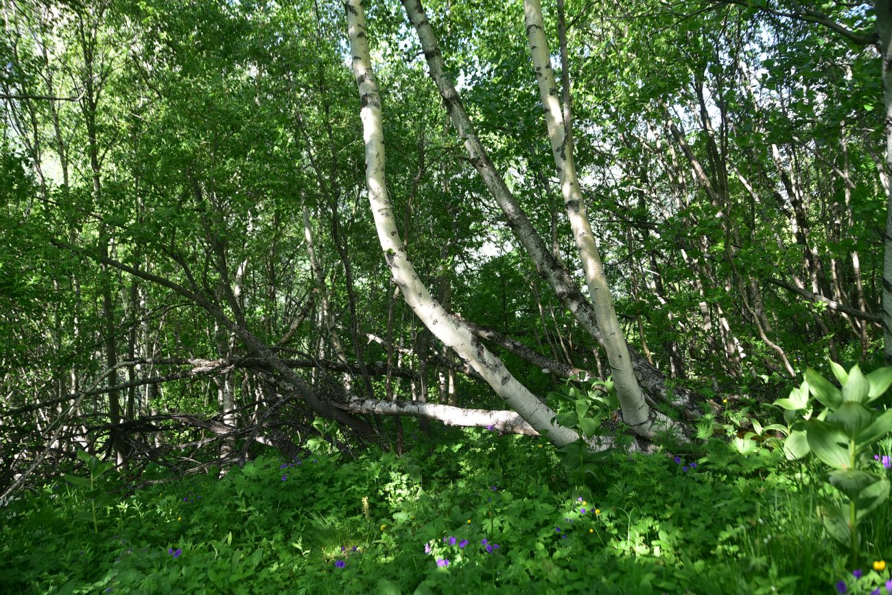 Река Когутайка, image of landscape/habitat.