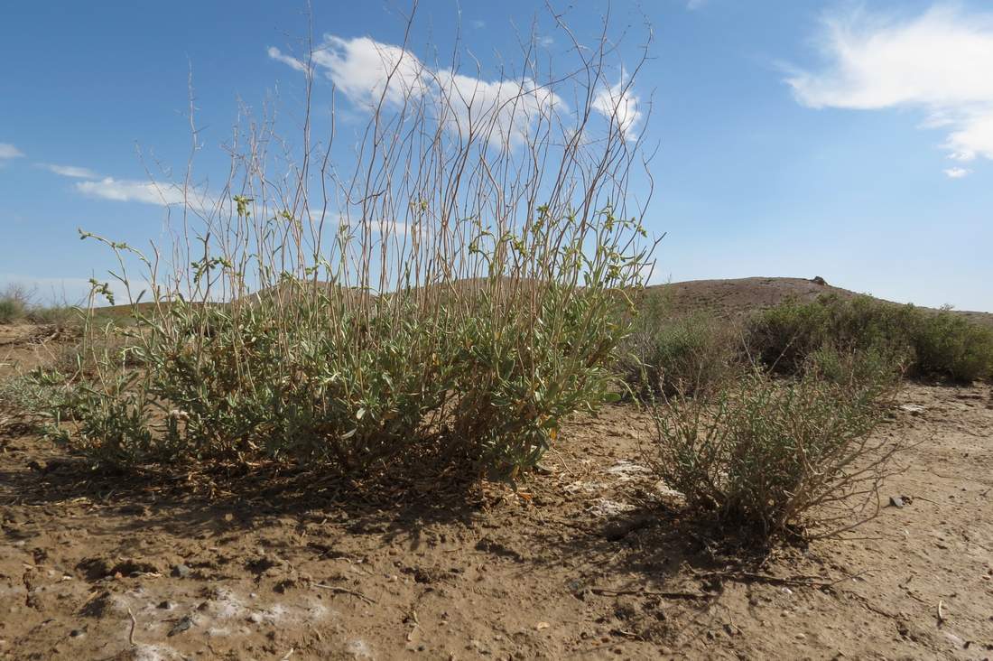 Граниты севернее залива Актас, image of landscape/habitat.