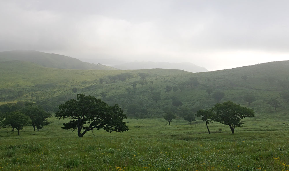 Полуостров Гамова, изображение ландшафта.