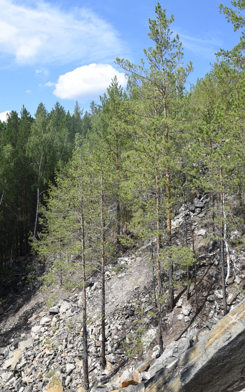 Гора Слюдяная, image of landscape/habitat.