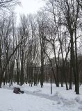 Парк "Динамо", изображение ландшафта.