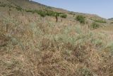 Башлыкент, image of landscape/habitat.