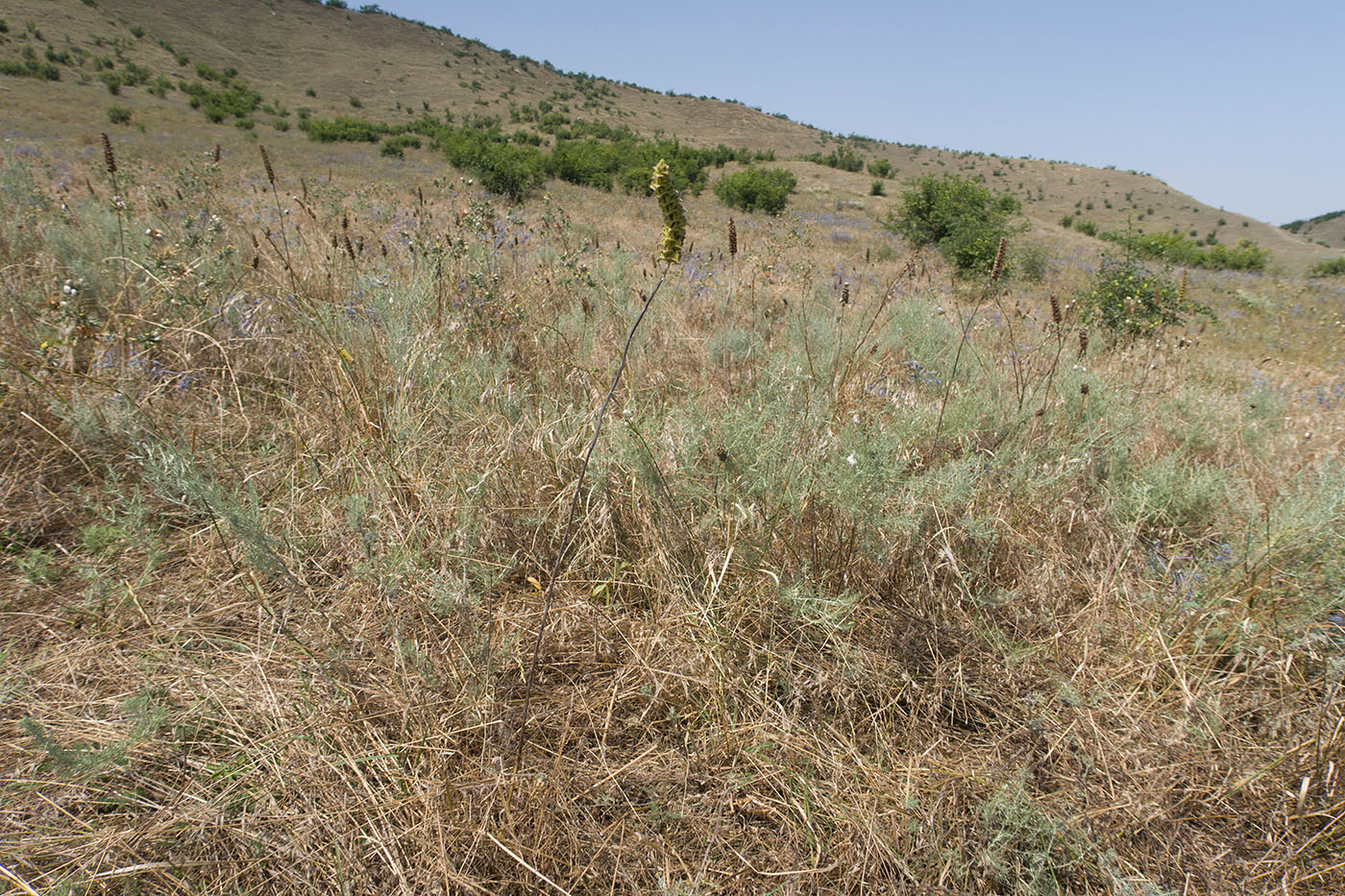Башлыкент, image of landscape/habitat.