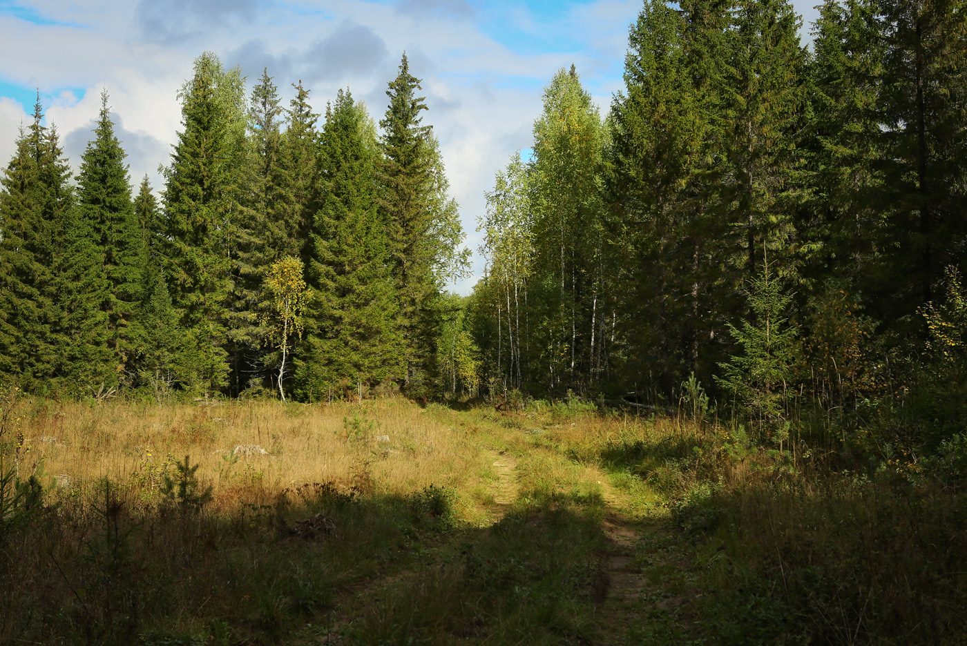 Кунчурихинский бор, image of landscape/habitat.