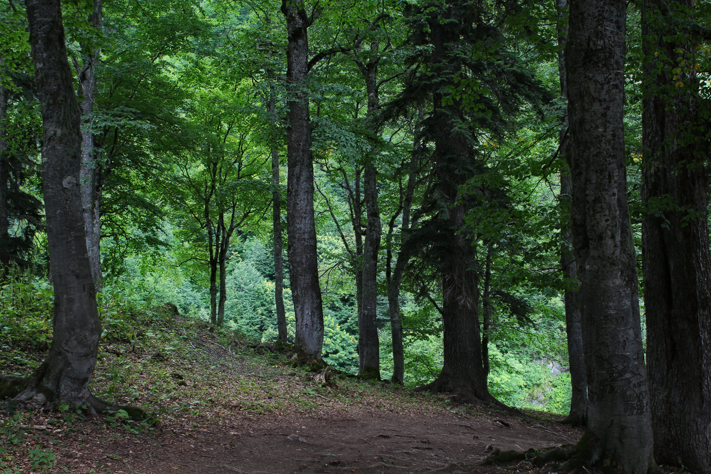 Авадхара (Ауадхара), image of landscape/habitat.