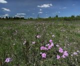 Окрестности Пудости, image of landscape/habitat.