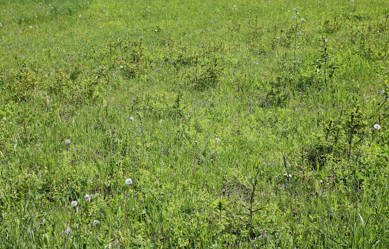 Елизаветино, image of landscape/habitat.