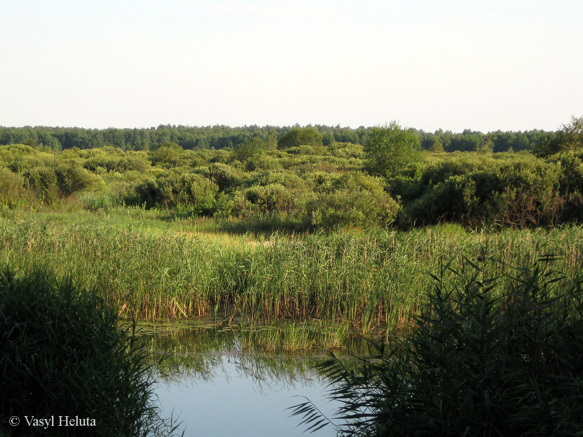 Комарово, песчаная гора, image of landscape/habitat.