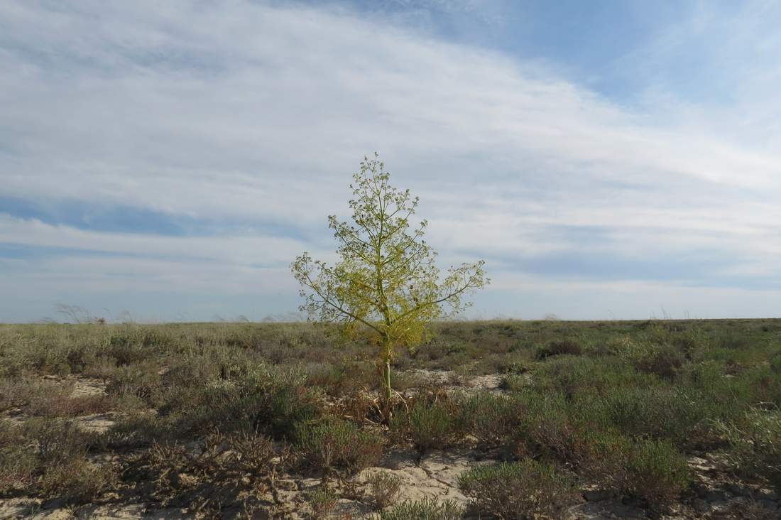 Аяккараул, image of landscape/habitat.