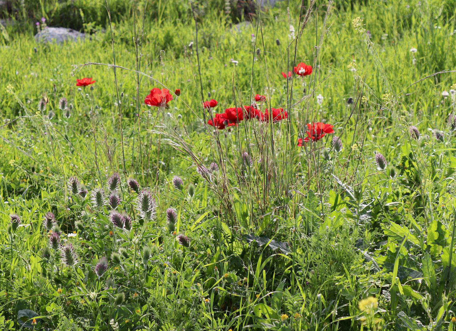Мигдаль Цедек и рядом, image of landscape/habitat.