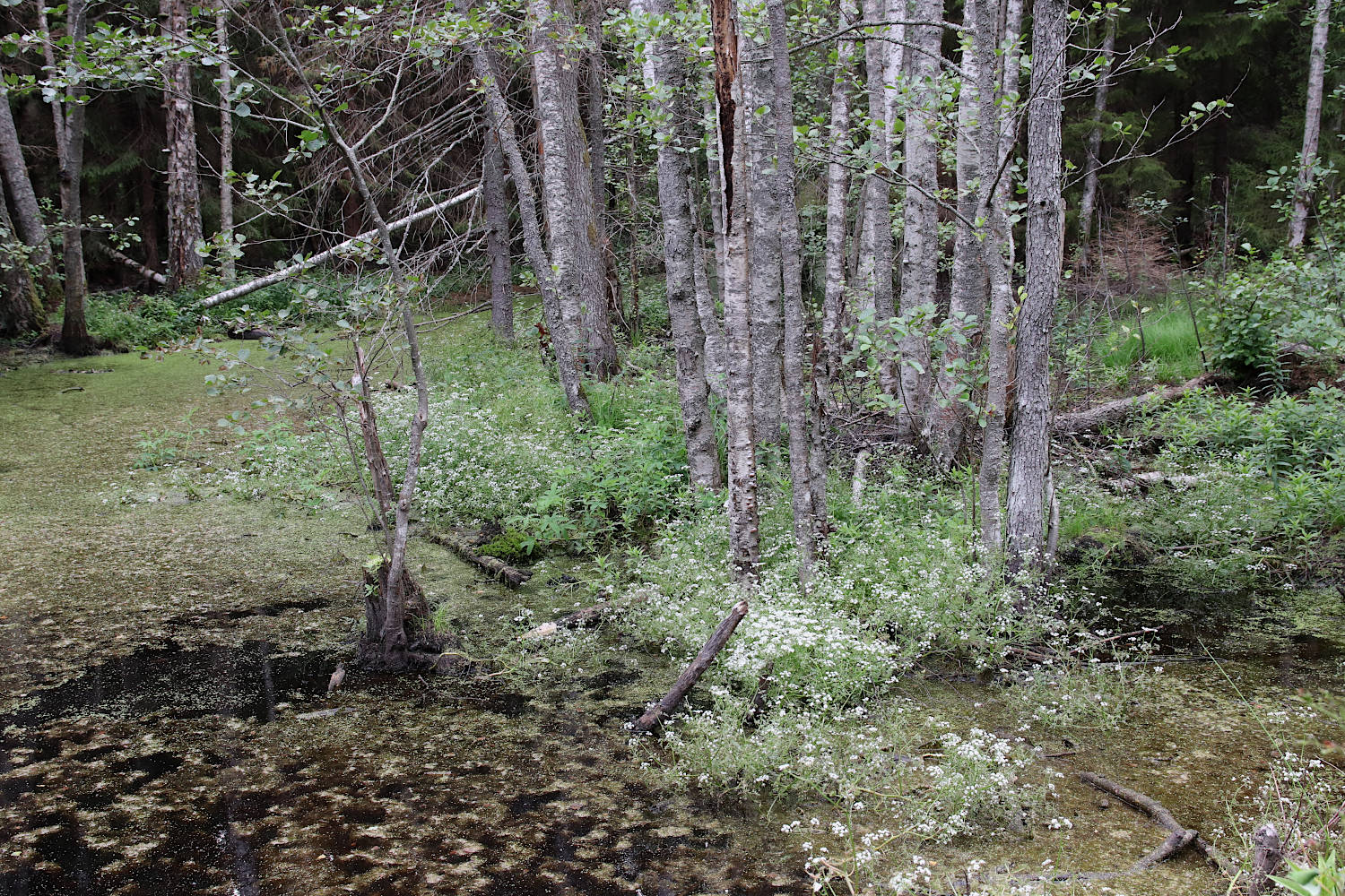 Окрестности деревни Курголово, image of landscape/habitat.