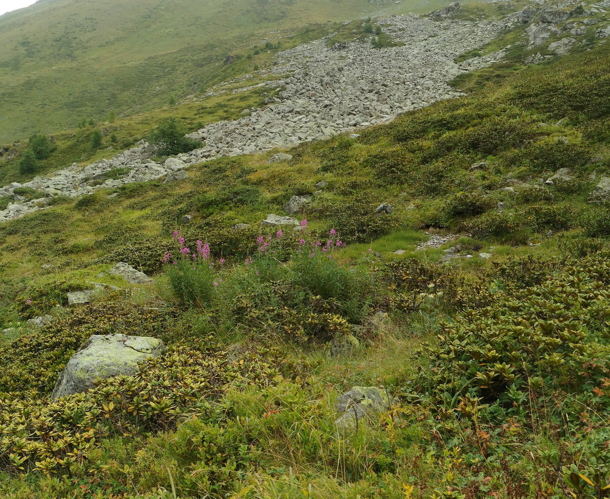 Ущелье реки Азгек, image of landscape/habitat.