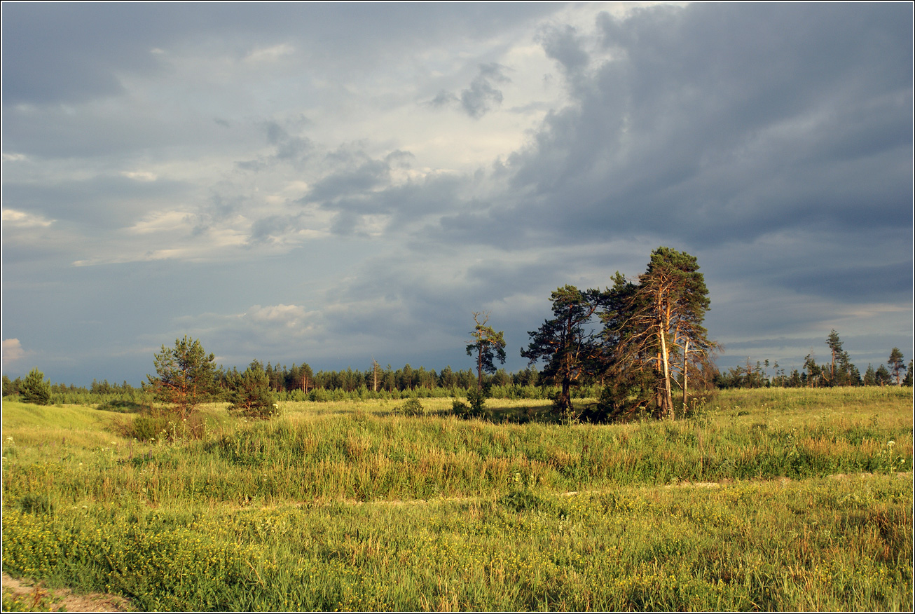 Лесничество «Красный Маяк», image of landscape/habitat.