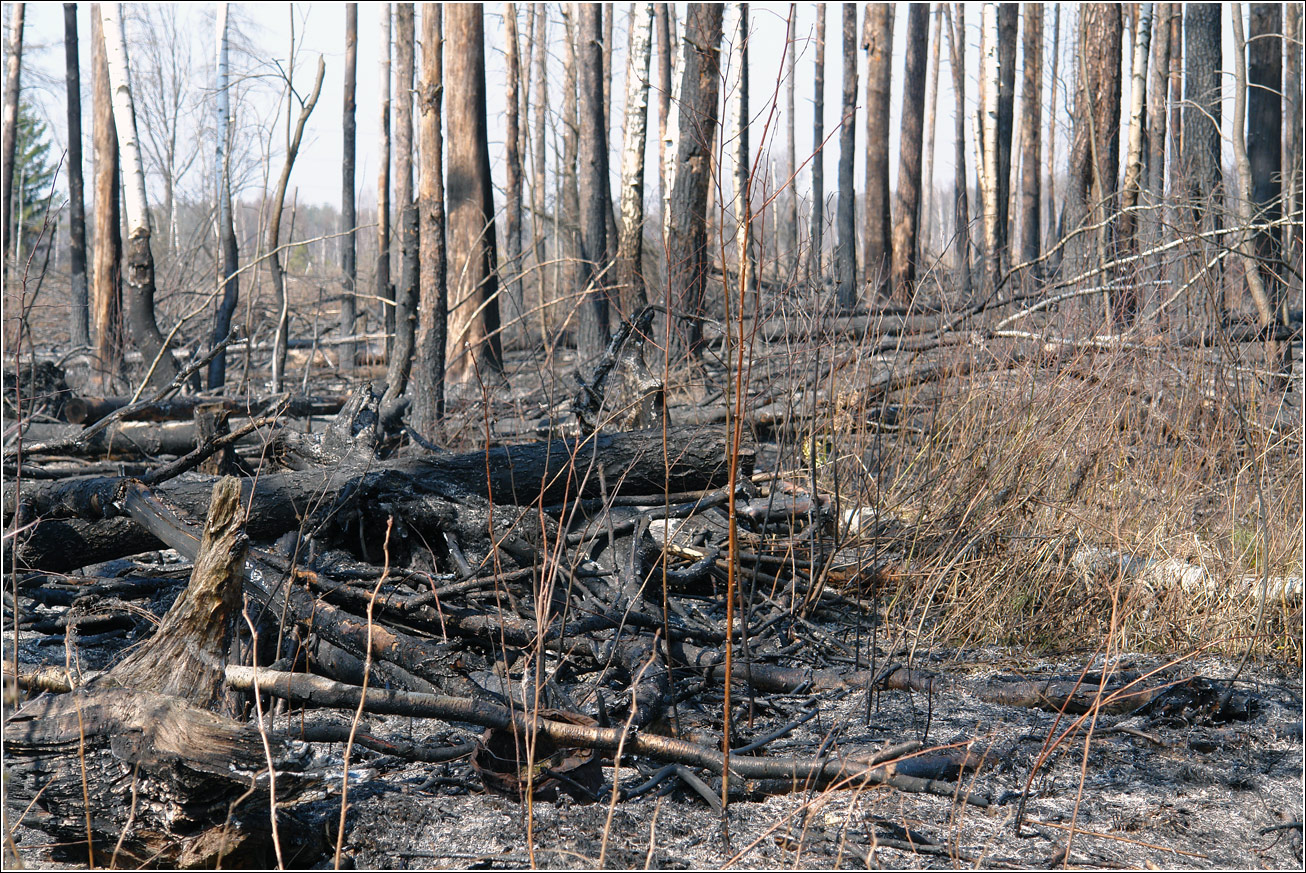 Окрестности Хрипани, image of landscape/habitat.