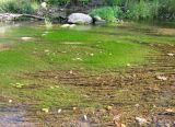 Ильд у Марьино, image of landscape/habitat.