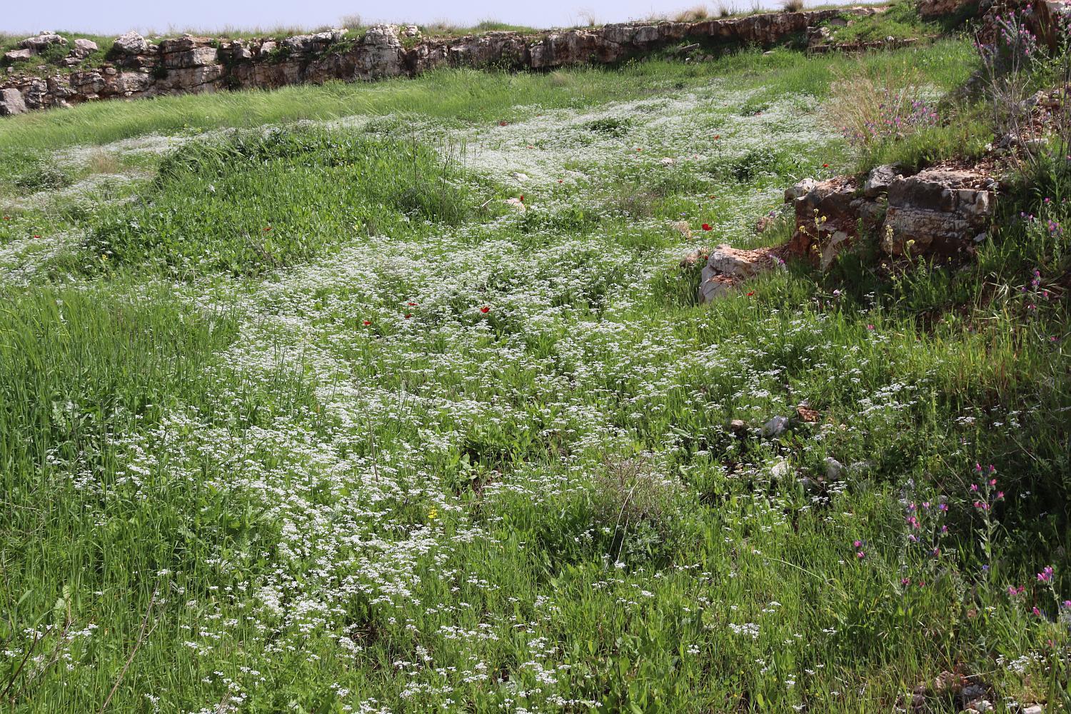 Мигдаль Цедек и рядом, image of landscape/habitat.