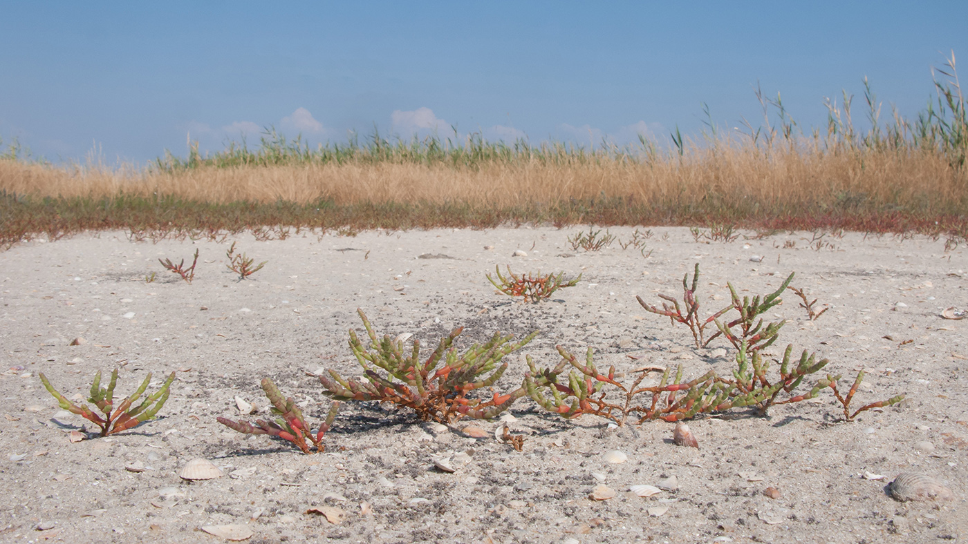 Витязевский лиман, image of landscape/habitat.