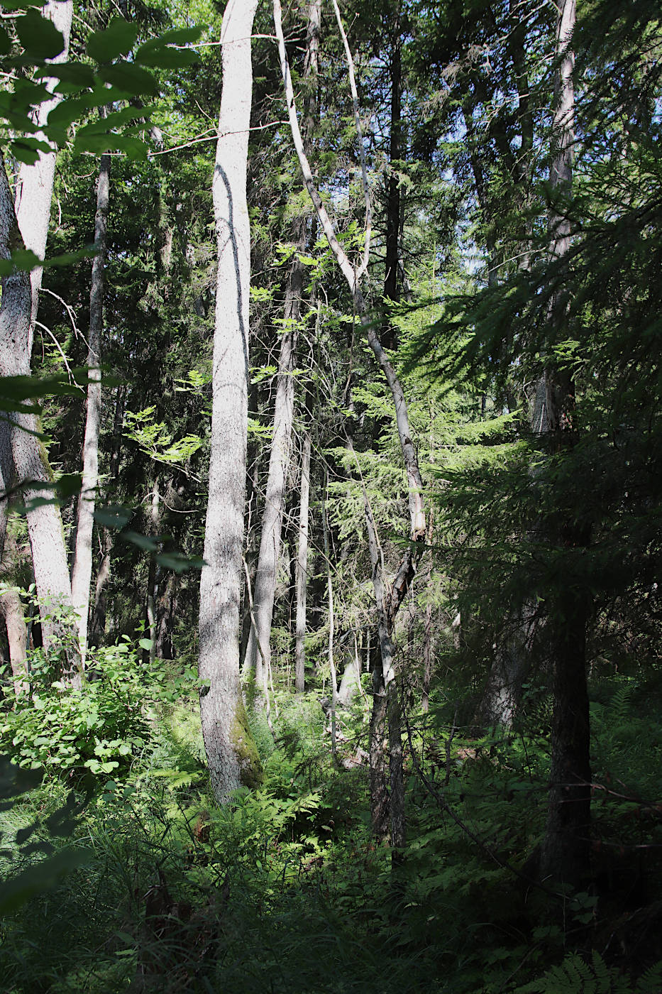 Окрестности Тисколово, image of landscape/habitat.