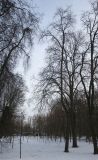 Парк "Динамо", image of landscape/habitat.