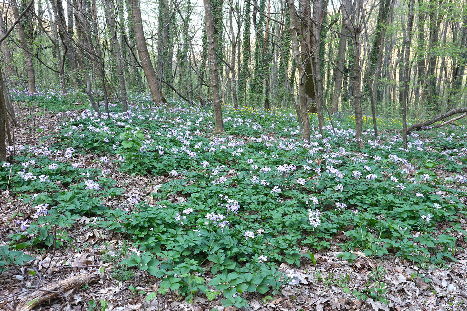 Вершина 429, image of landscape/habitat.