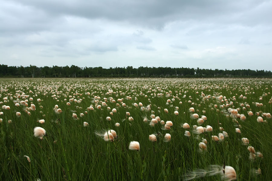 Клёшенское, image of landscape/habitat.