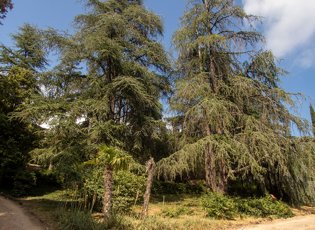 Массандра, image of landscape/habitat.