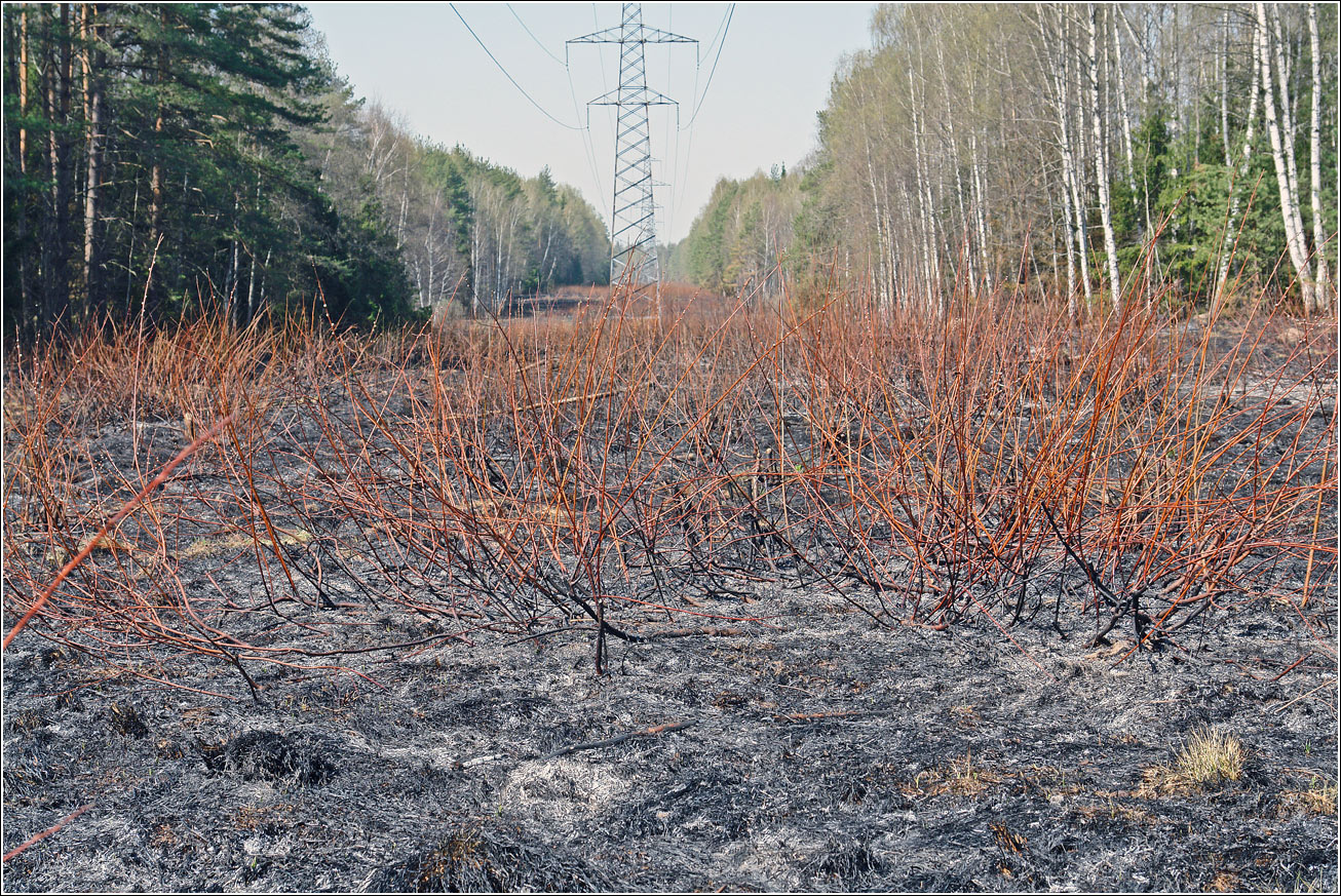 Окрестности Хрипани, image of landscape/habitat.